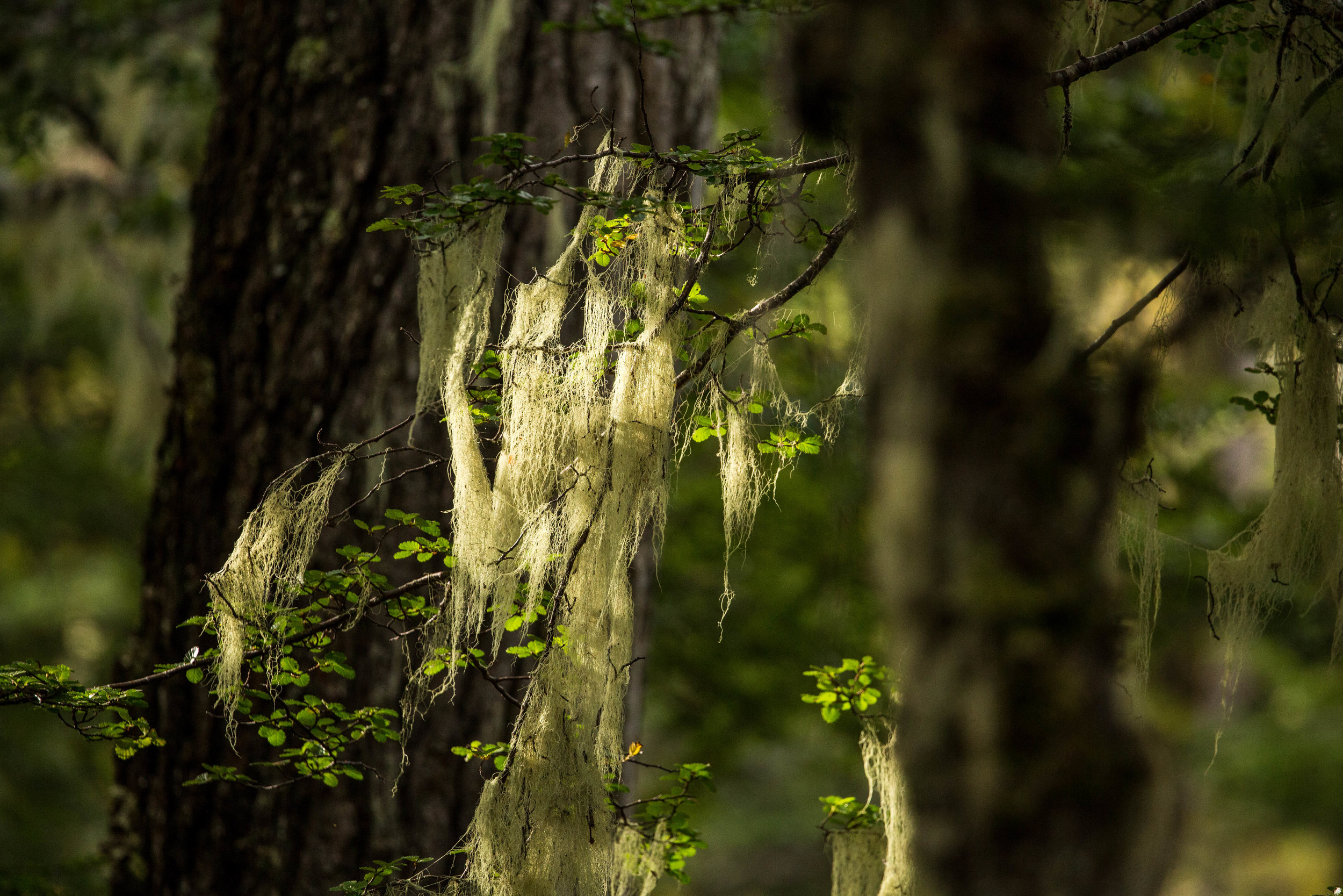 Rich moss and lichens covering branches and trees are signs of health of this old-growth ecosystem.