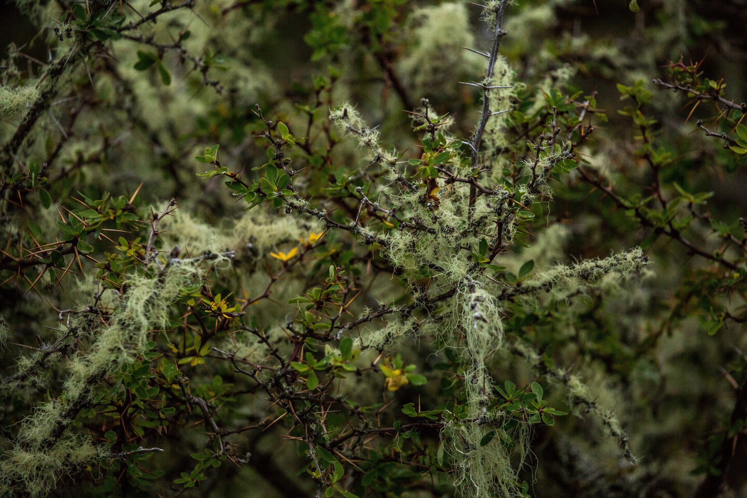 A "calafate" berry bush covered in moss.