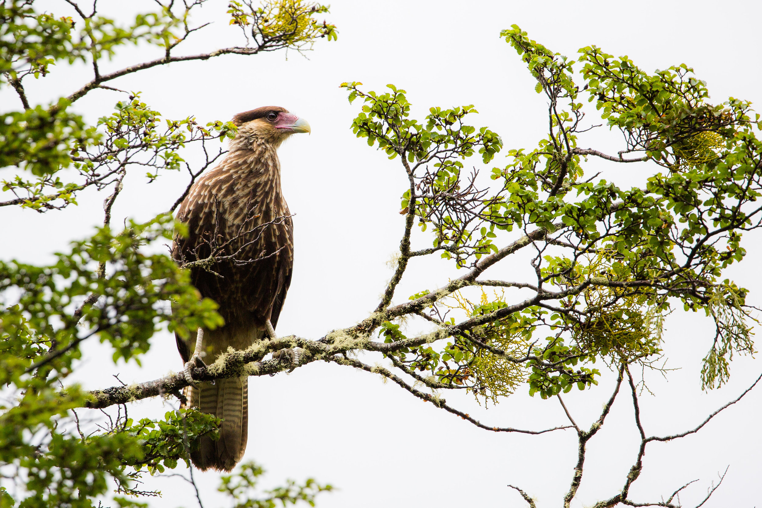 A southern crested caracara greeted us almost at the entrance in the park.