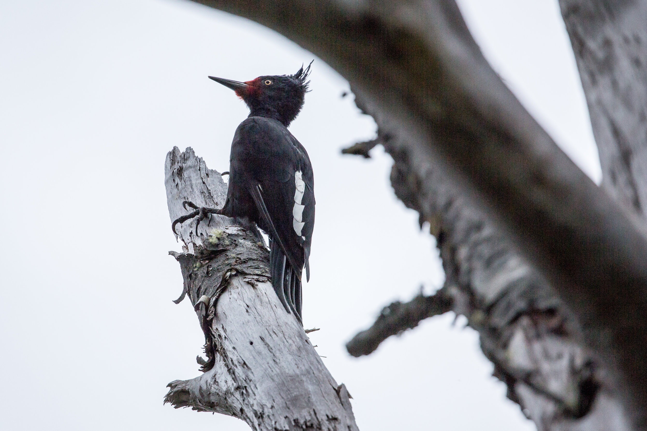 A female Magellanic woodpecker exploring a dead tree.