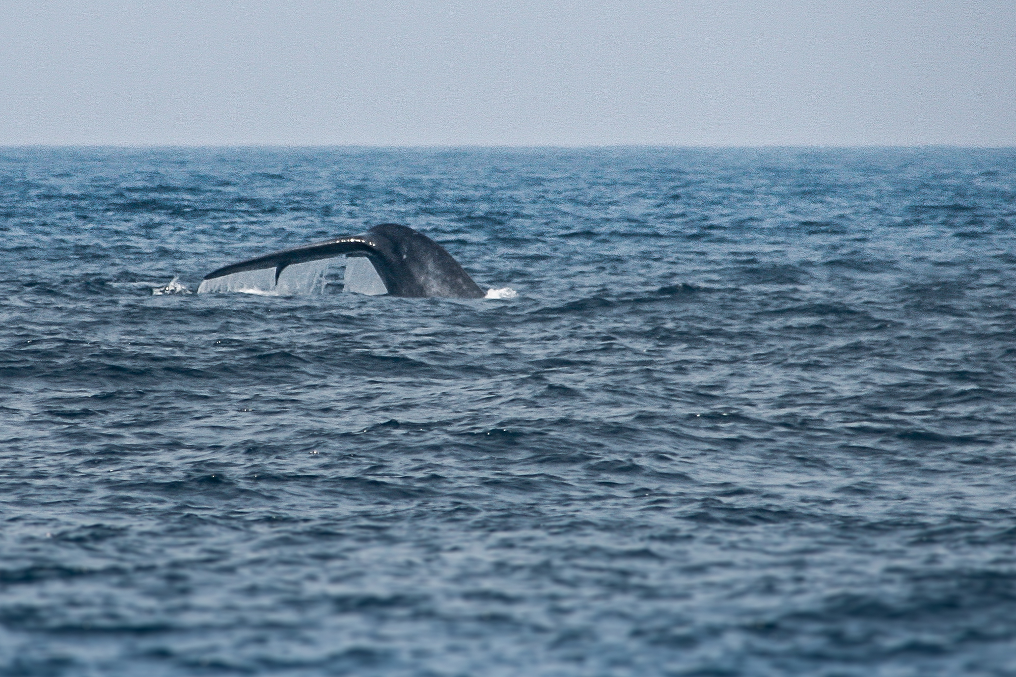 A blue whale going for a dive