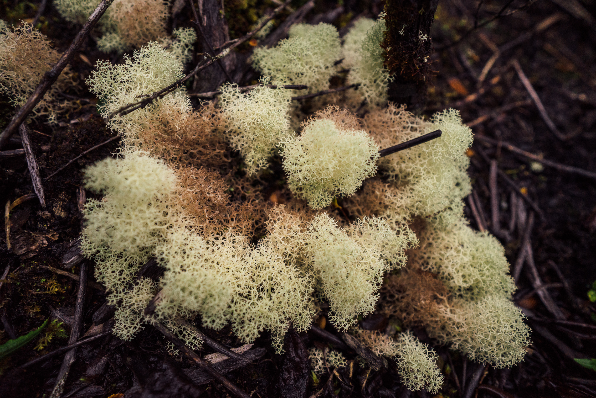 Some of the most incredible lichens