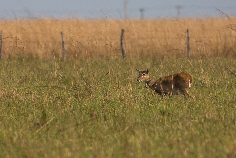 Pampas deer were relocated to the region in 2009.