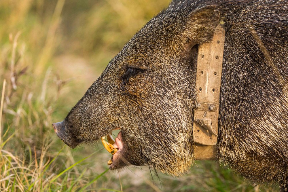 Collared peccaries were successfully reintroduced in 2016.