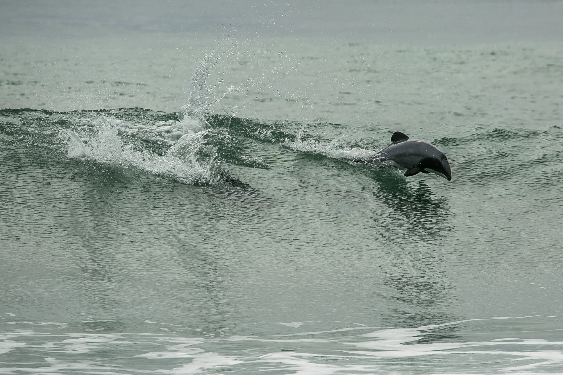 JPLotak_hectors dolphins.jpg