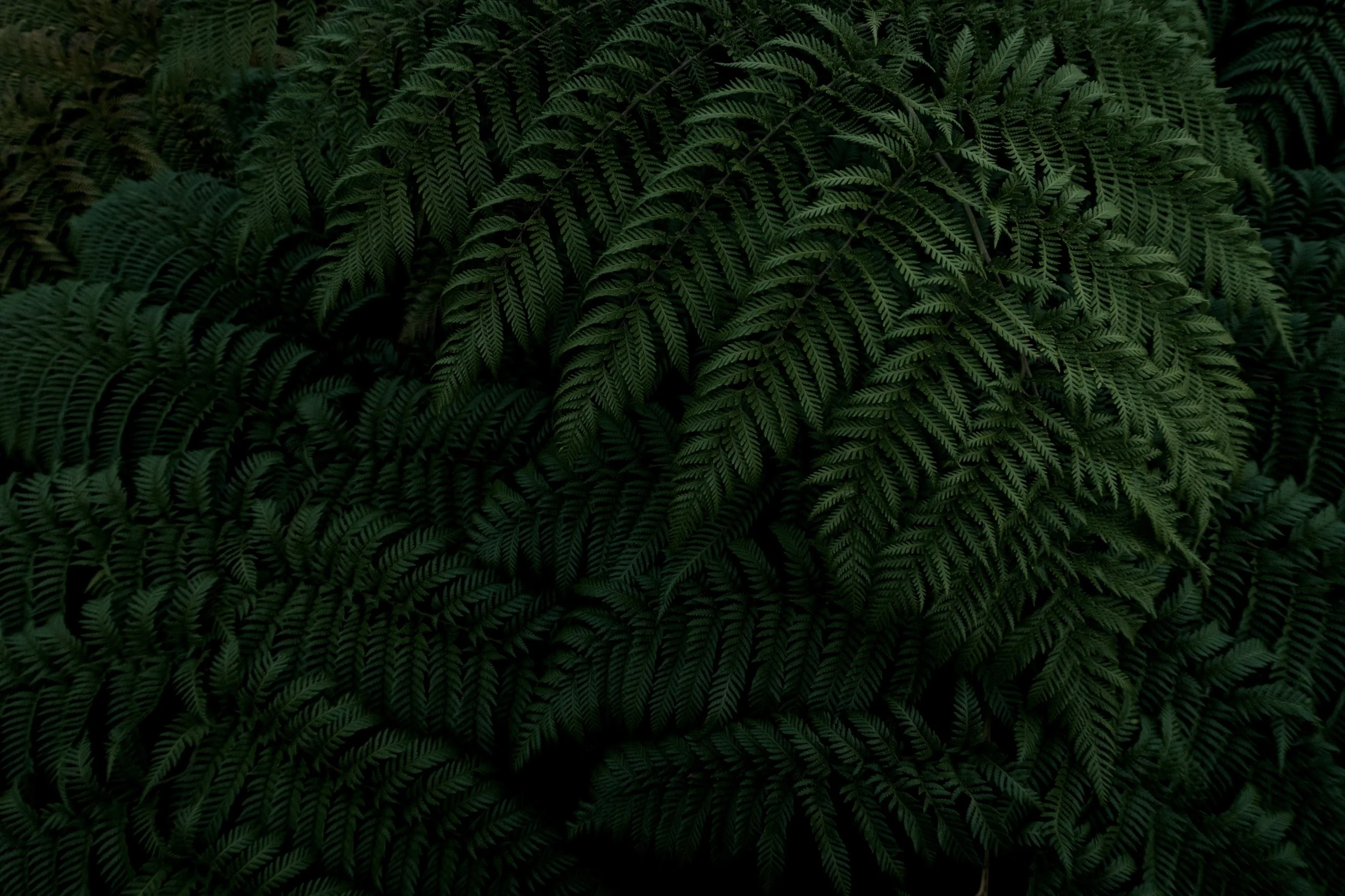 ferns-pumalin-chile.jpg