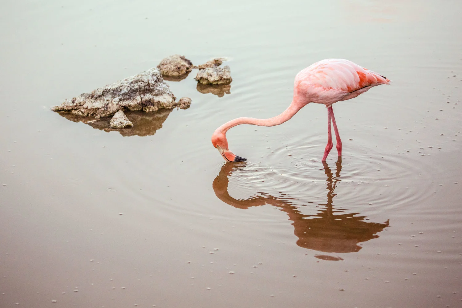 Greater flamingo feeding in a salt-water lagoon on the Isabela Island