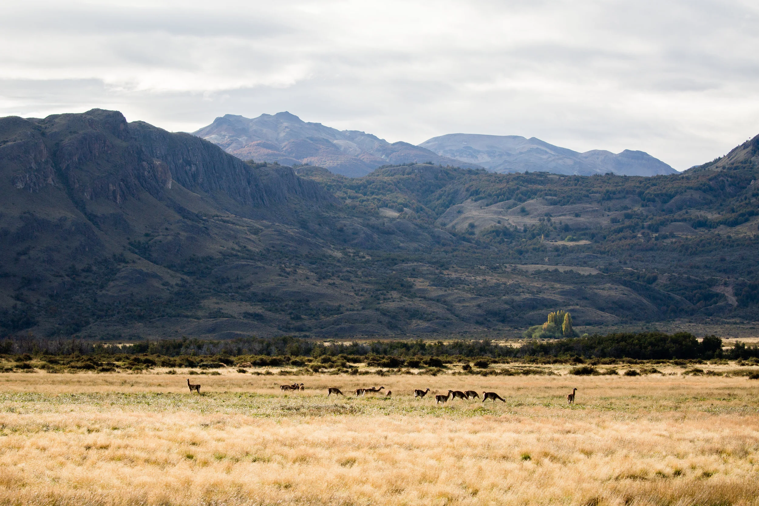 guanacos-patagonia-park.jpg
