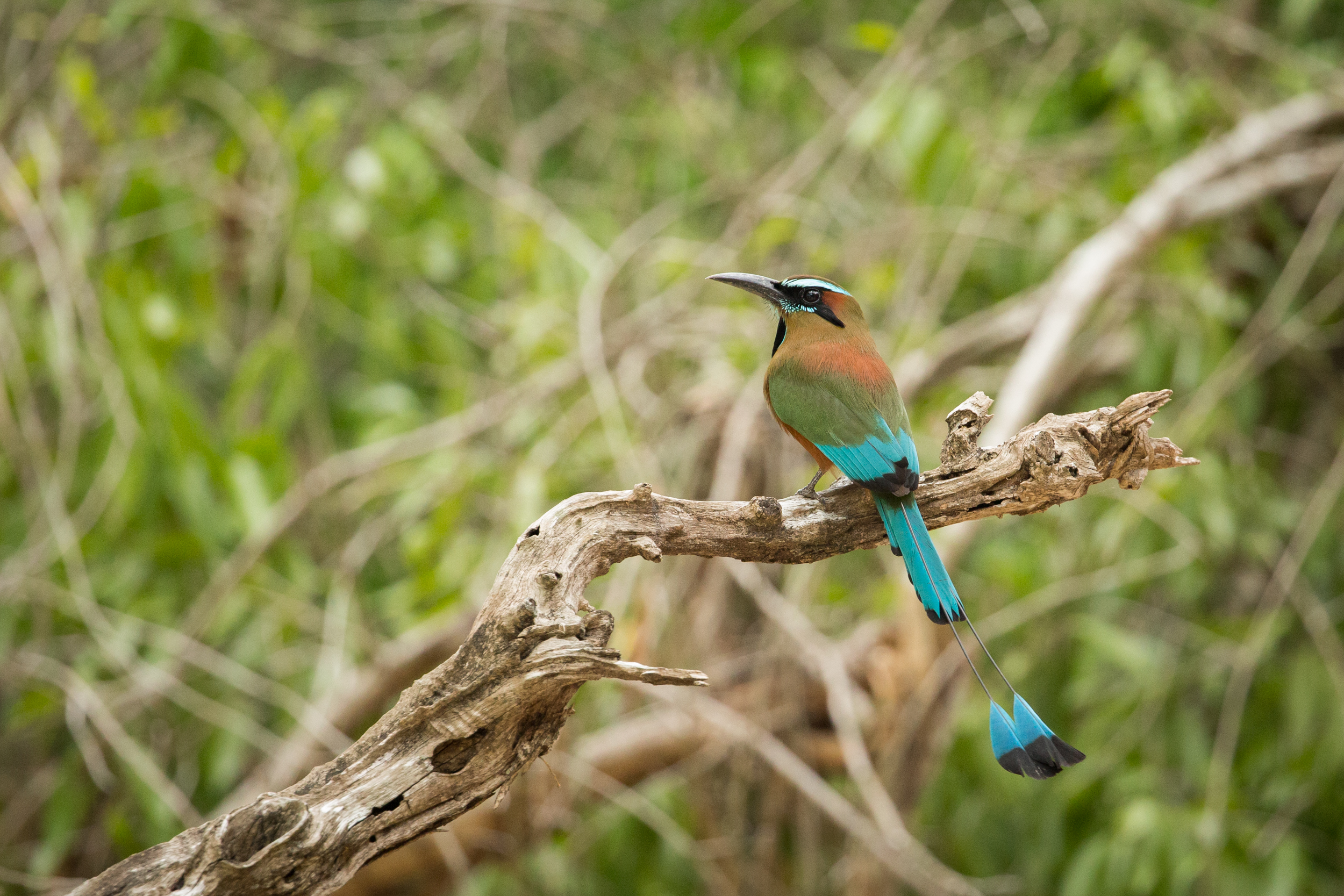 turquoise-browed-motmot.jpg