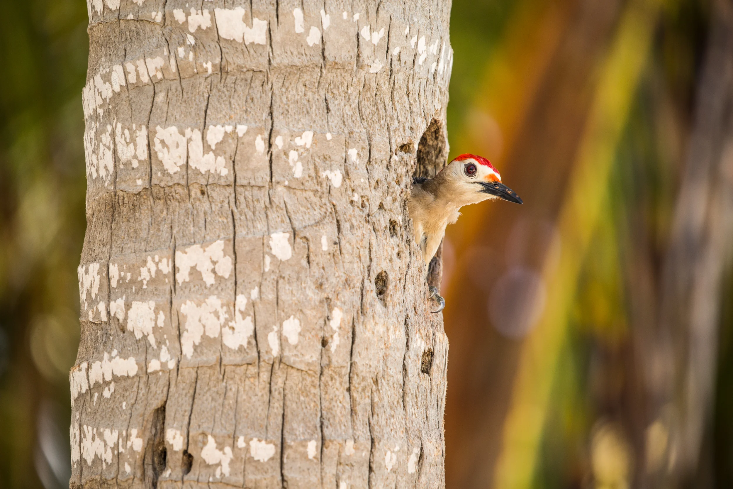 woodpecker-yucatan-palm.jpg