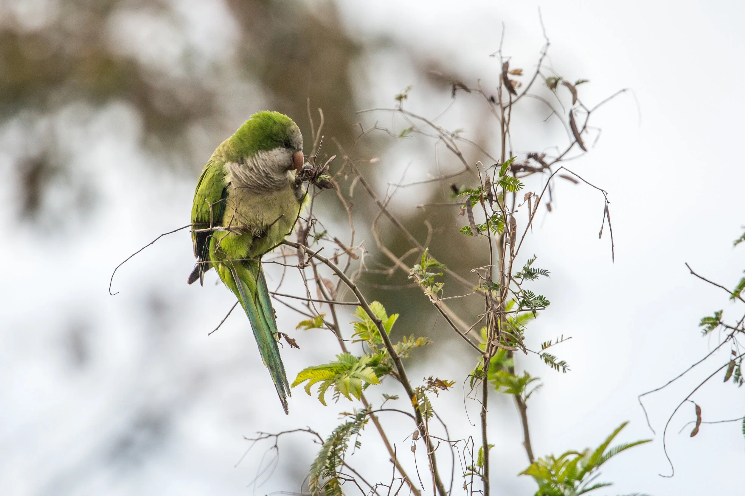 parakeet-ibera.jpg