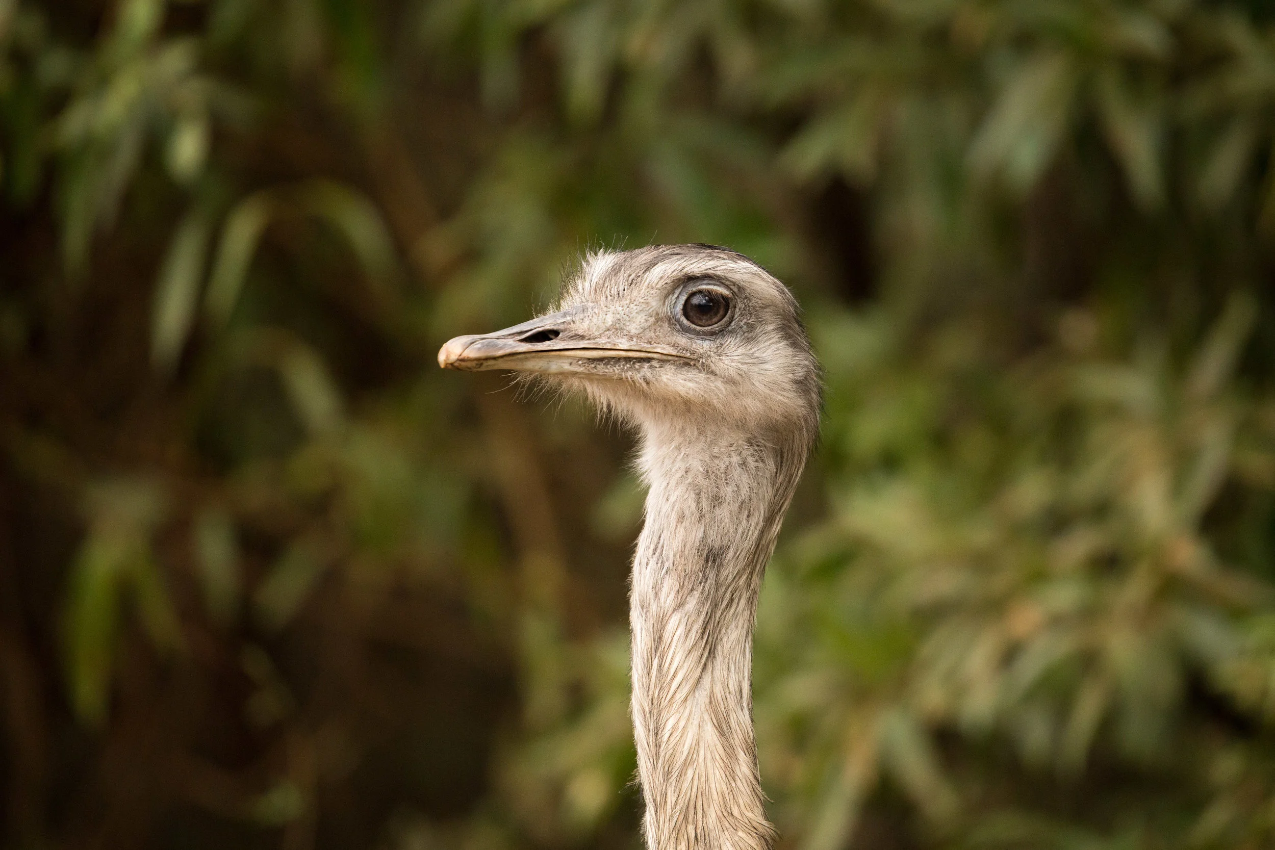 rhea-argentina-ibera.jpg