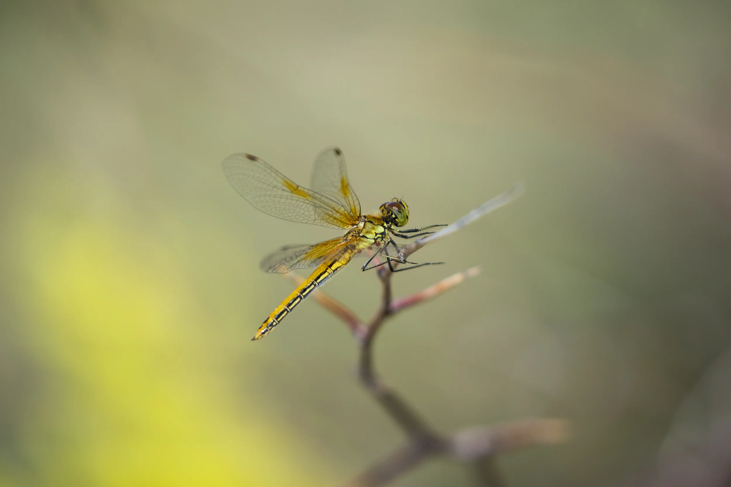 dragonfly-kazakhstan.jpg
