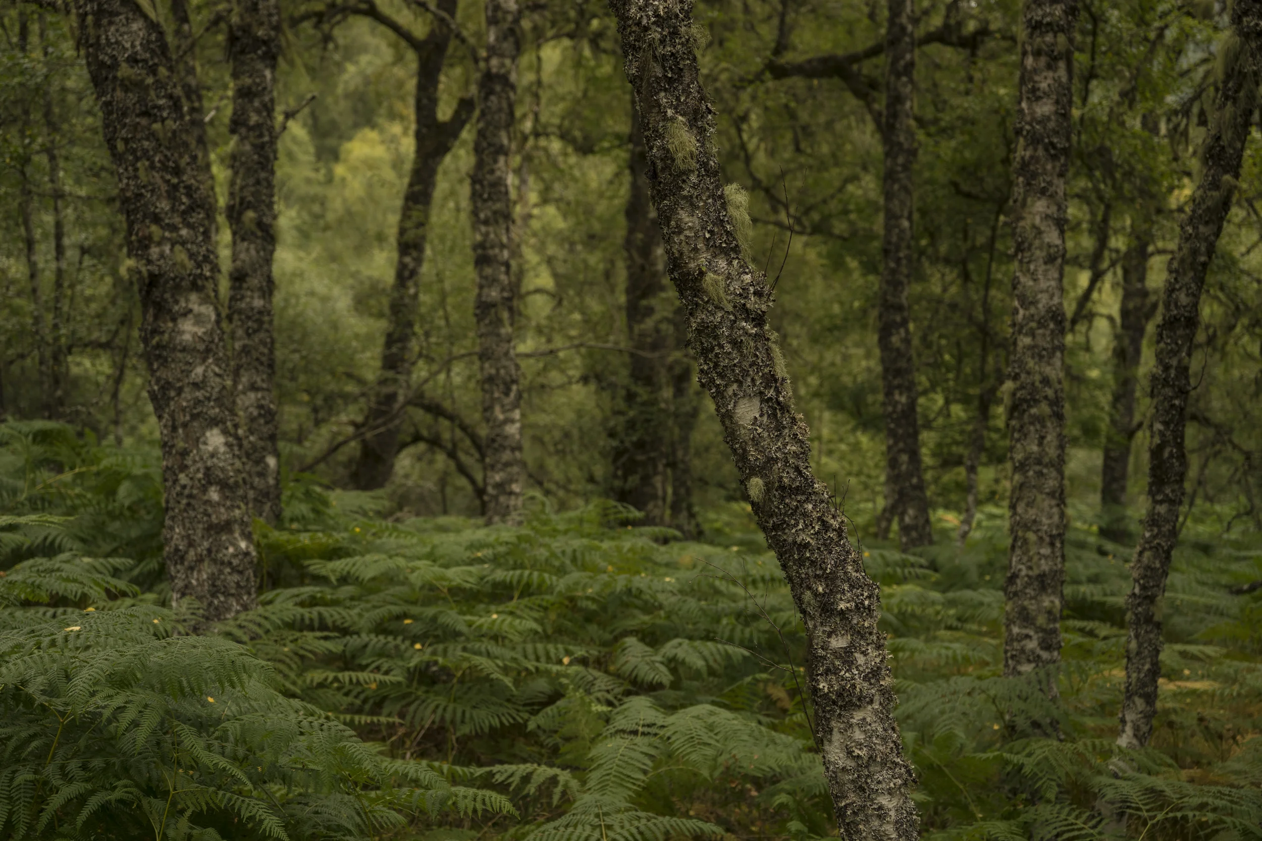 caledonian-forest-scotland.jpg