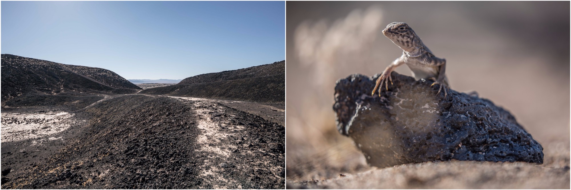 amboy-crater-lava-lizard.jpeg