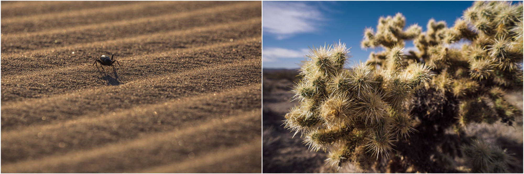 pinacate-beetle-cholla-cactus.jpeg