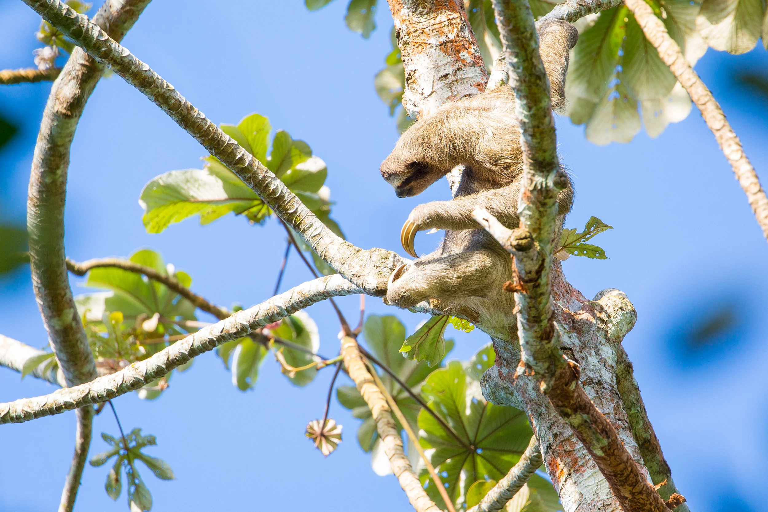 Brown-throated sloth ( Bradypus variegatus )