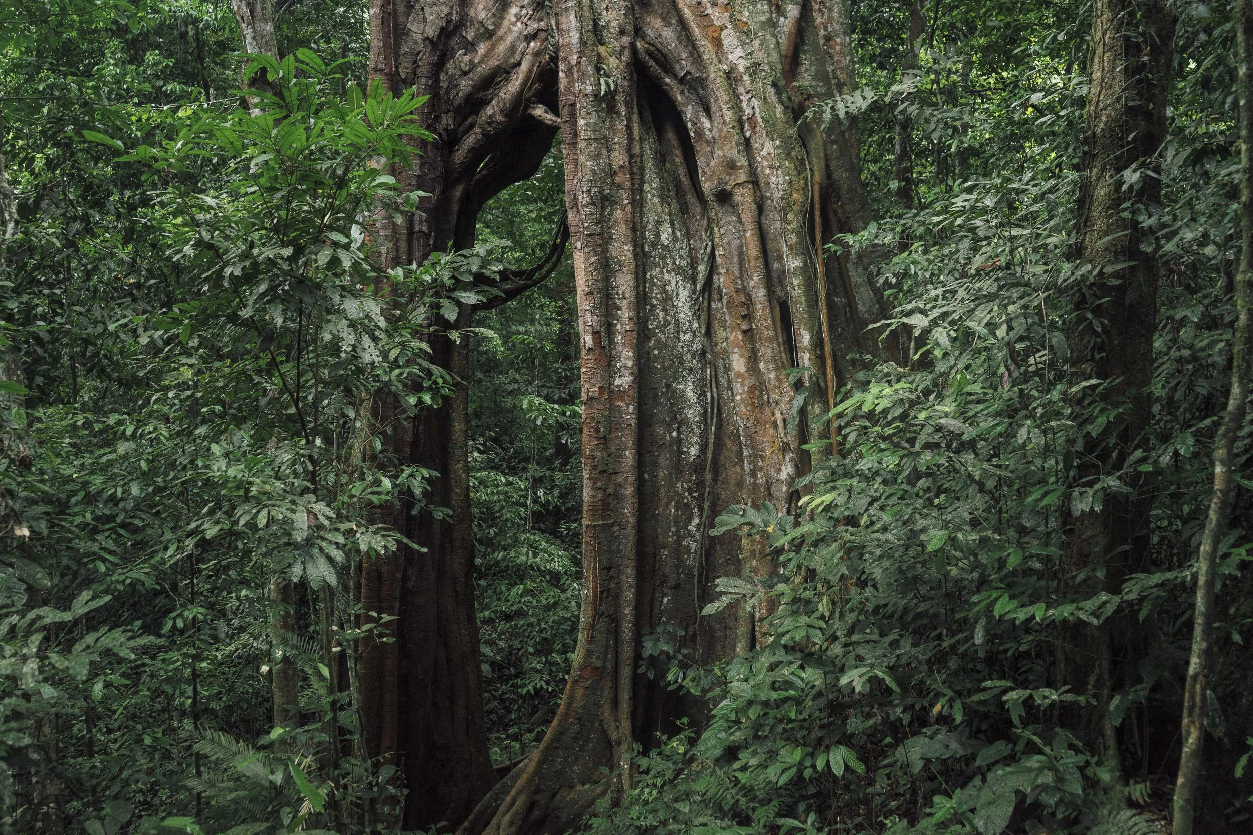 banyan-gunung-leuser.jpg
