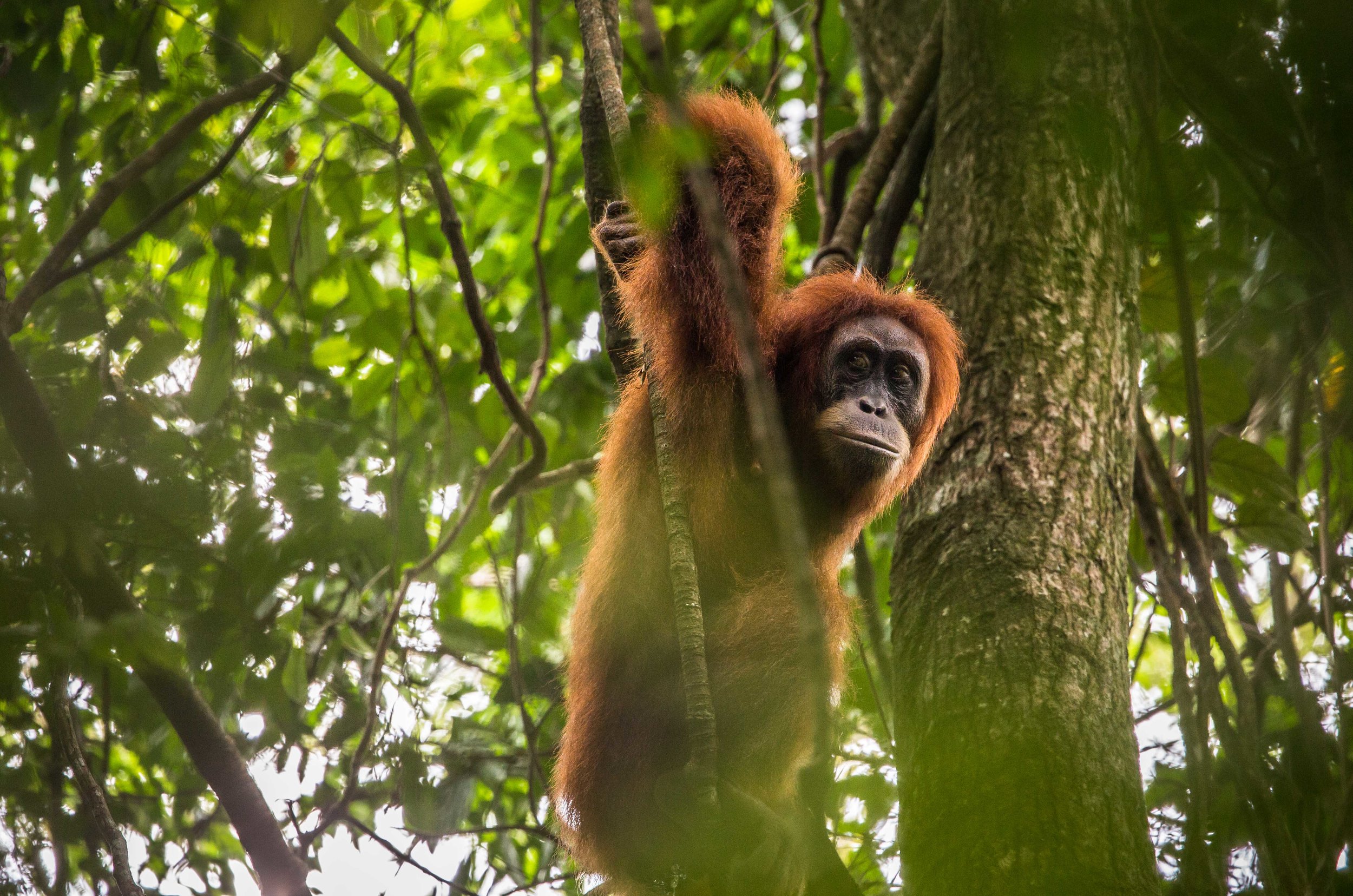 National Parks in Indonesia with Volcanic Mountains