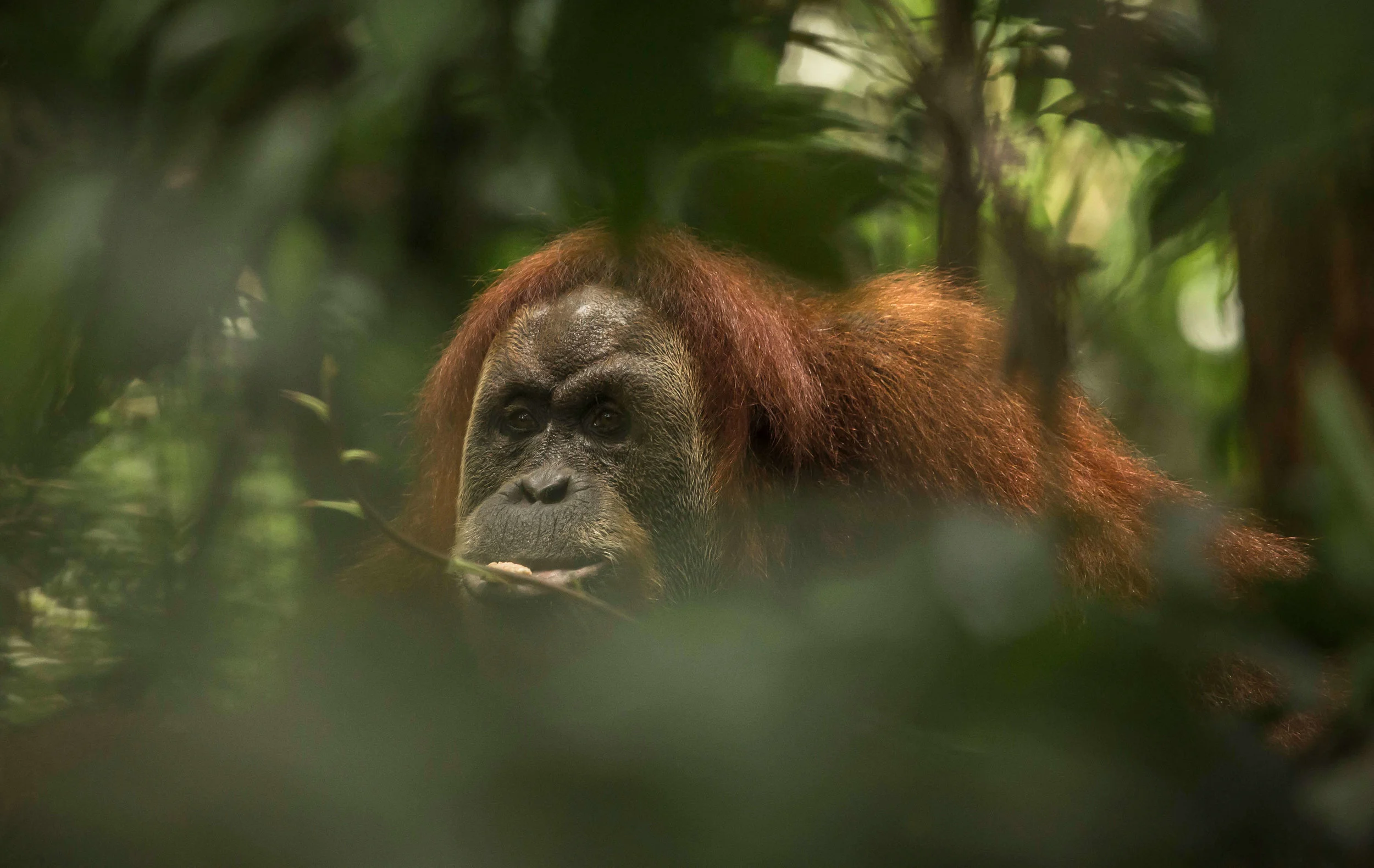 Sumatran orangutan, one of the two orangutan species endemic to Sumatra
