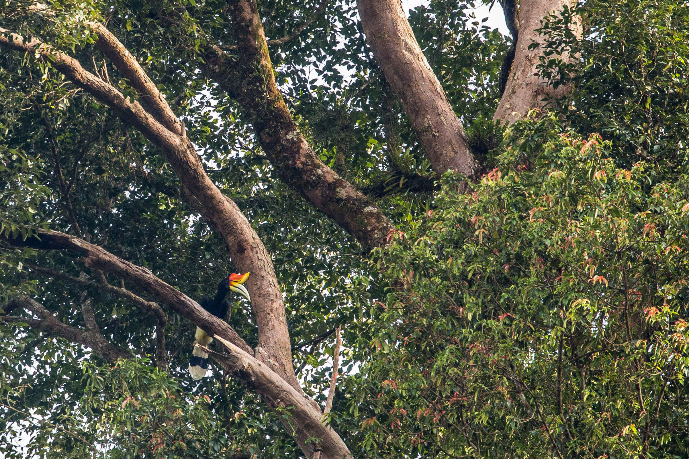 rhinocerous-hornbill-sumatra.jpg