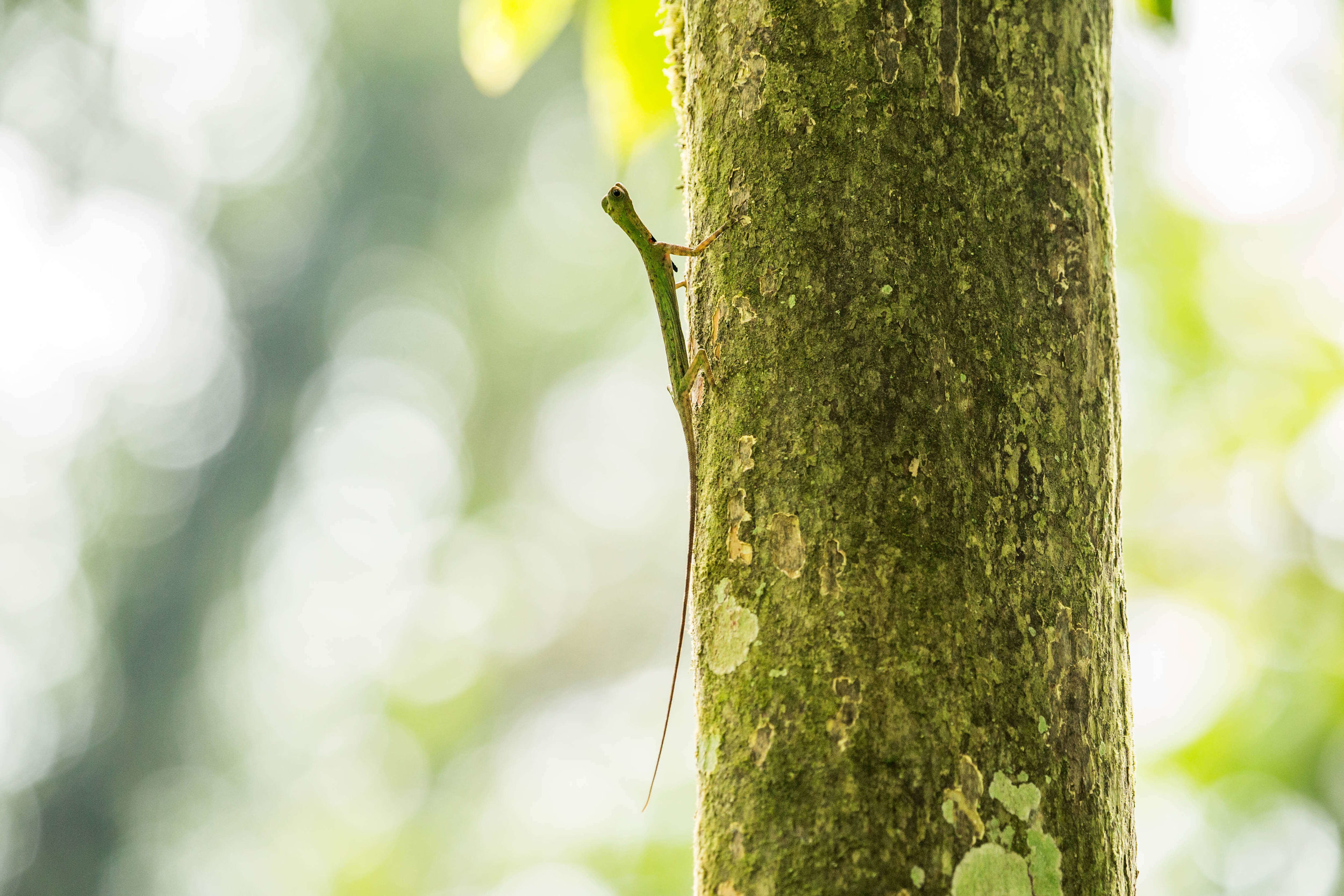 gliding-lizard-sumatra.jpg