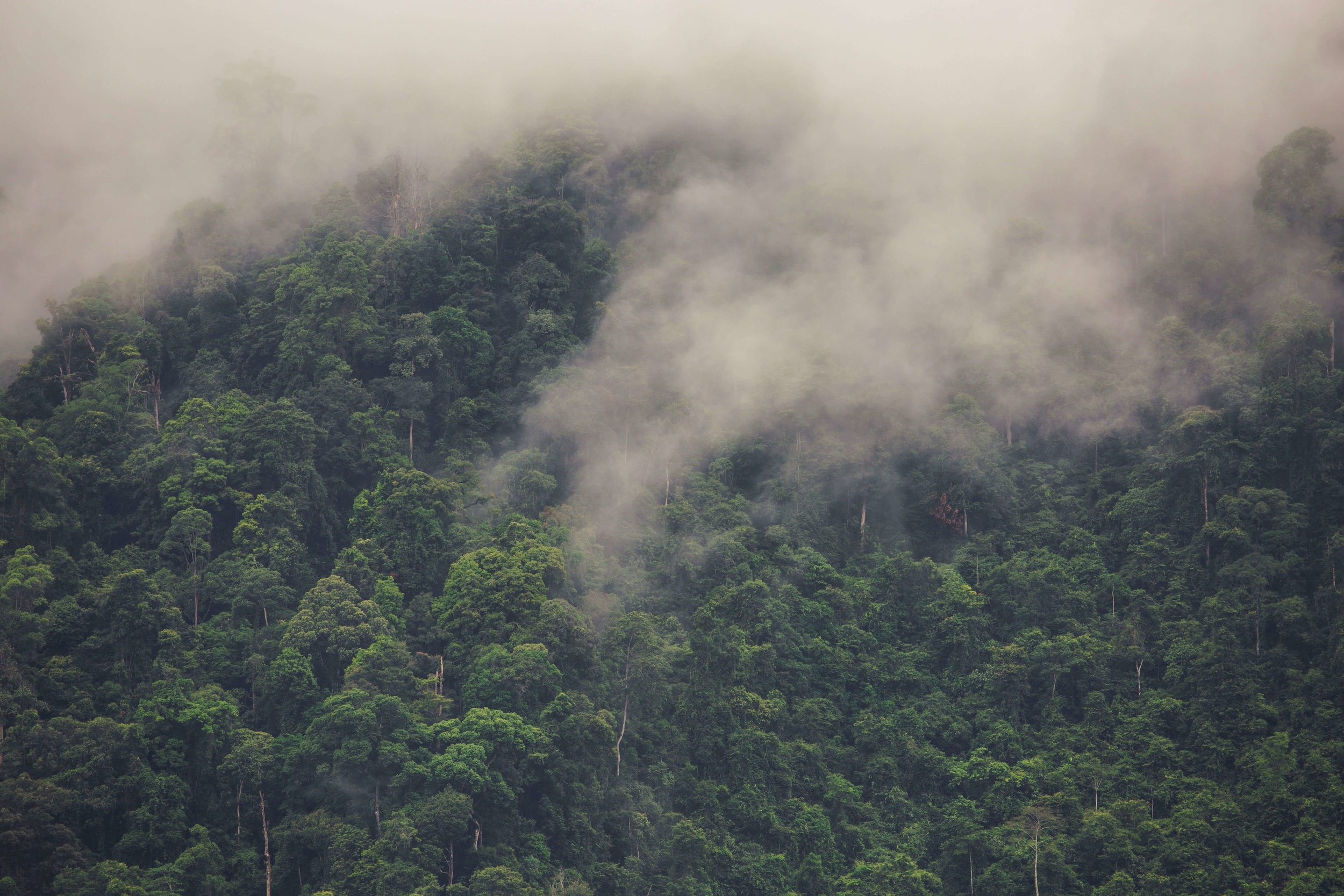 gunung-leuser-forest.jpg