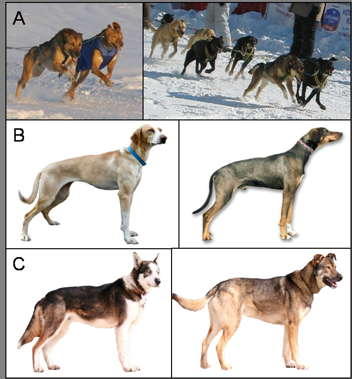 Many different variations of the Alaskan Husky. ( Source )