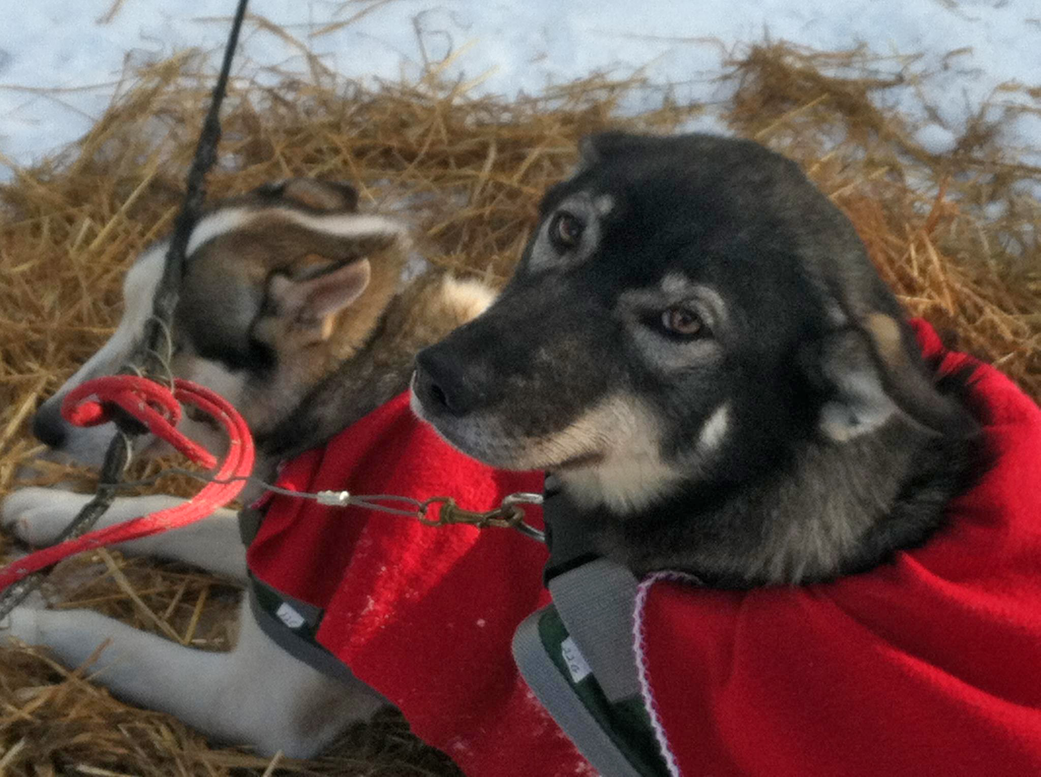 Sled dogs in red coats ( Shannon Miller )