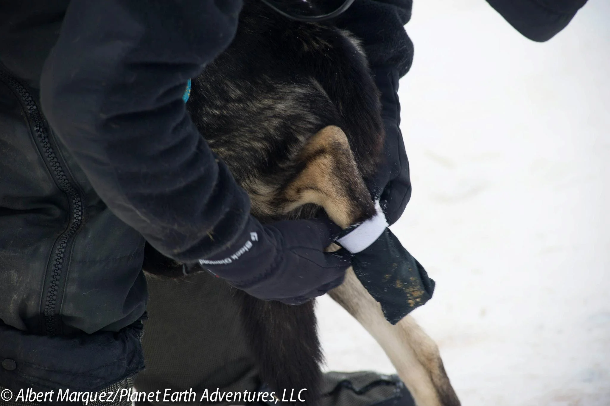 FAQ — Sled Dog Info