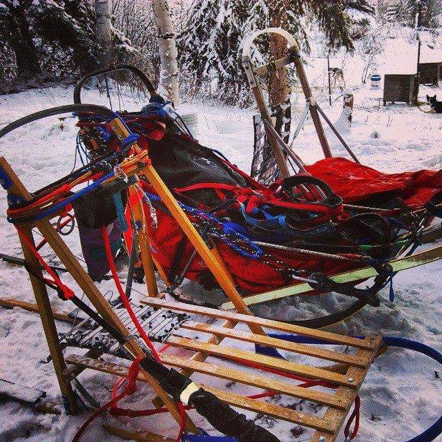 An assortment of sleds; sprint, mid, and distance. (Victoria Tenney)
