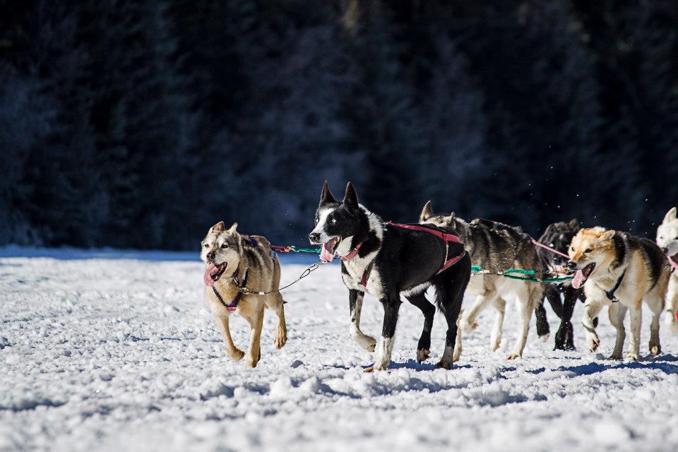 Dog Driver A Guide for the Serious Musher
