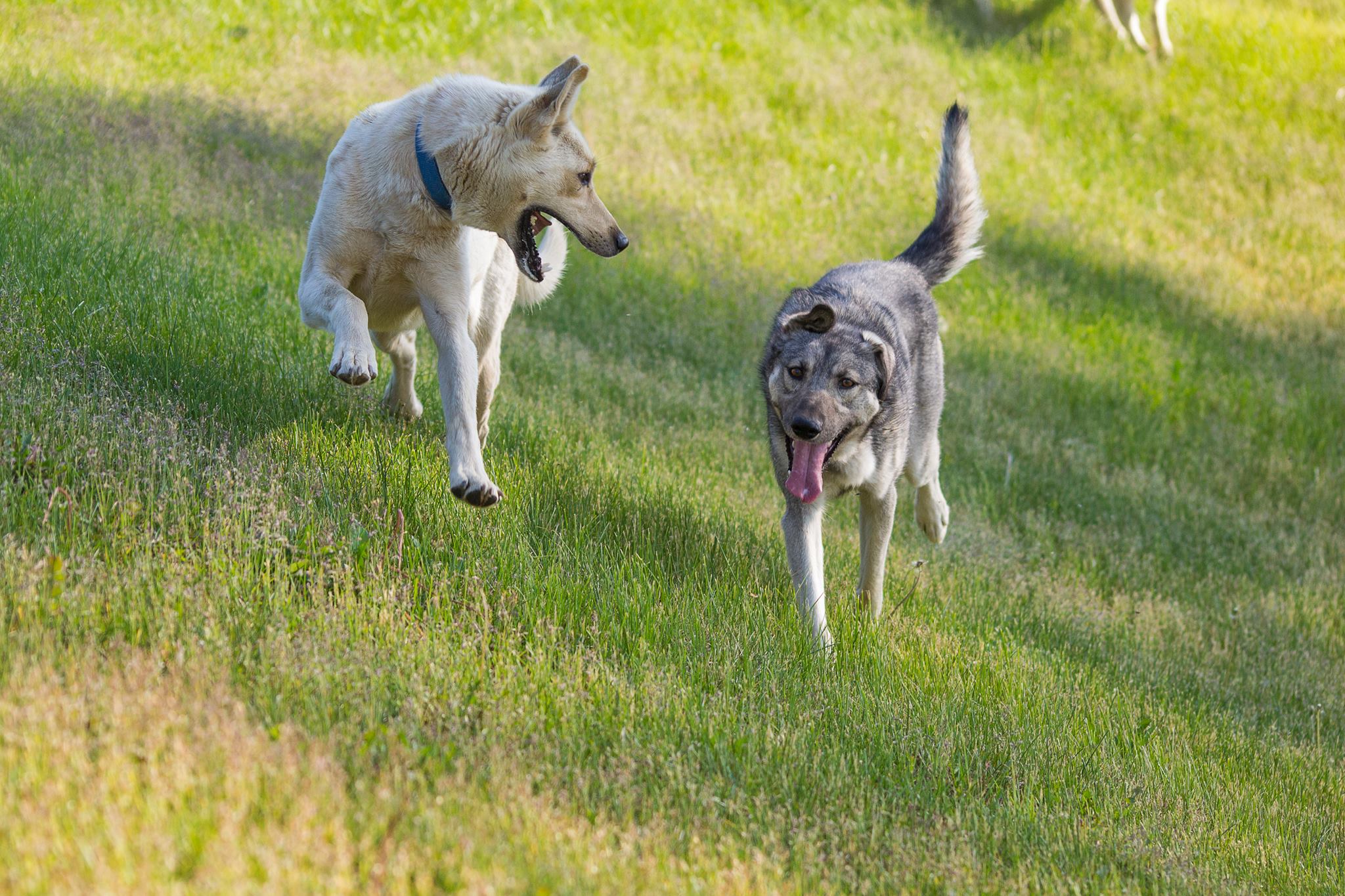 Sled dogs enjoying the summer time. (Ari Sigglin)