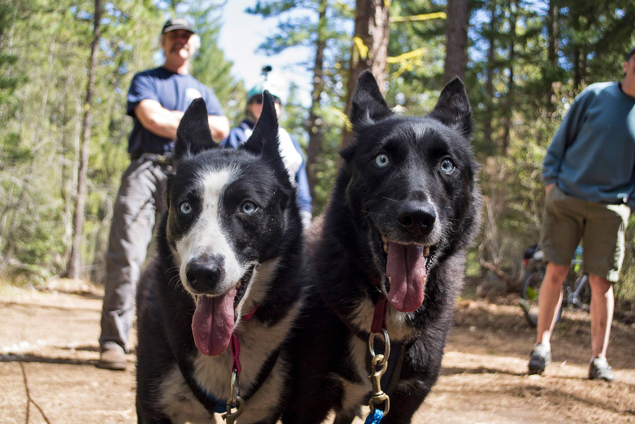 Dog Driver A Guide for the Serious Musher