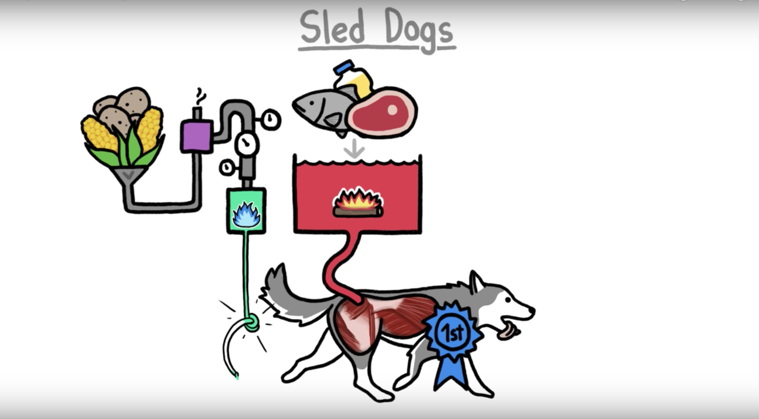 Why Don't Sled Dogs Ever Get Tired? [VIDEO]
