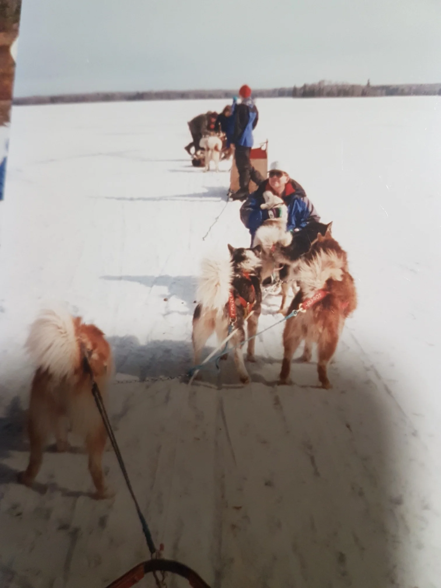 "Australian Mawson Huskies that I ran in Minnesota in 1998."