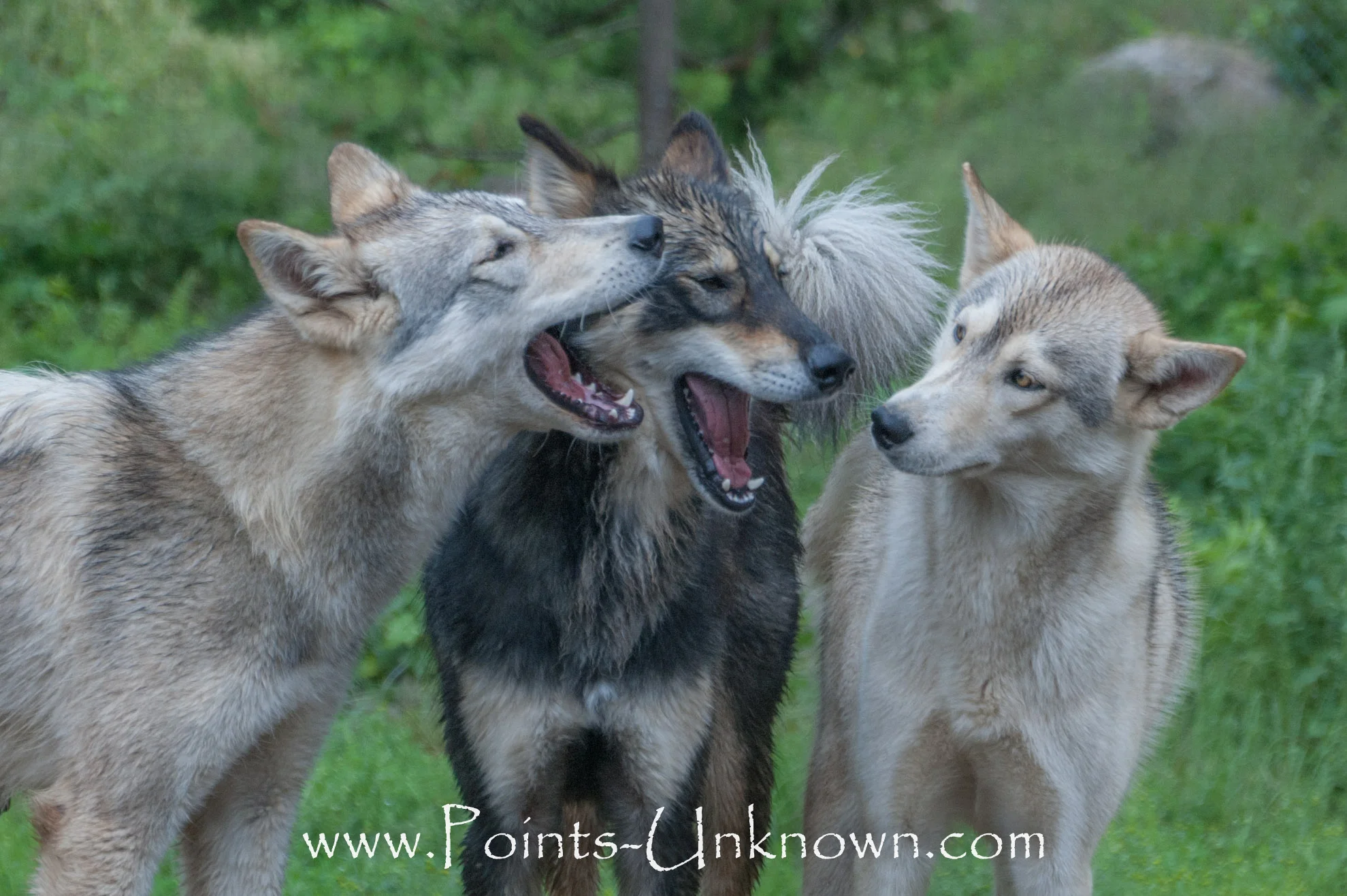 Three of Newman’s Hedlund Huskies chatting during a daily playgroup. The dogs free run in groups that bring out the best in each dog. Playgroups are typically daily unless the dogs are getting other exercise and stimulation such as doing tours for our guests