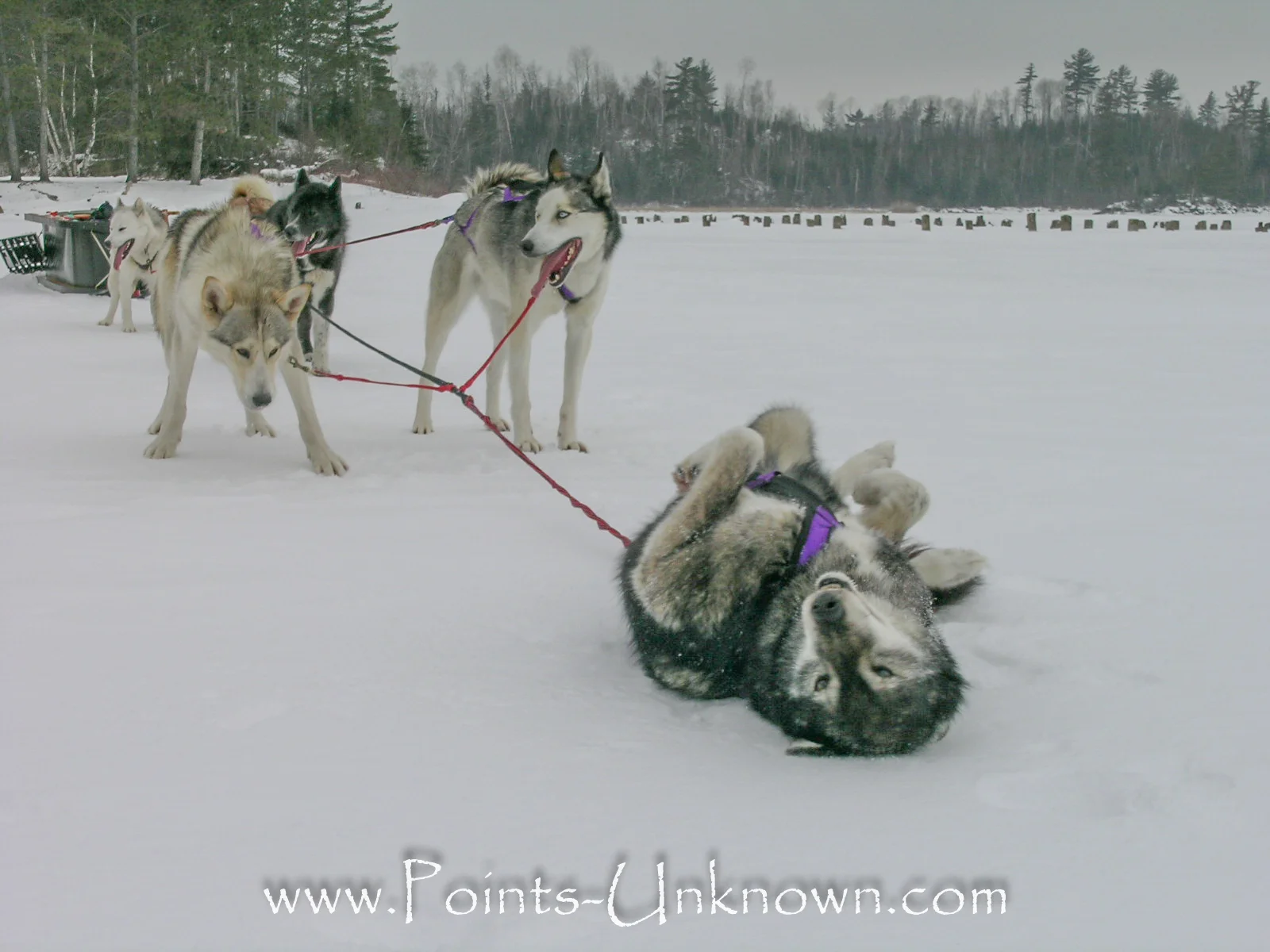 Zulu rolling with contentment. This would be the last time Zulu ran in lead before passing away peacefully at the age of 13
