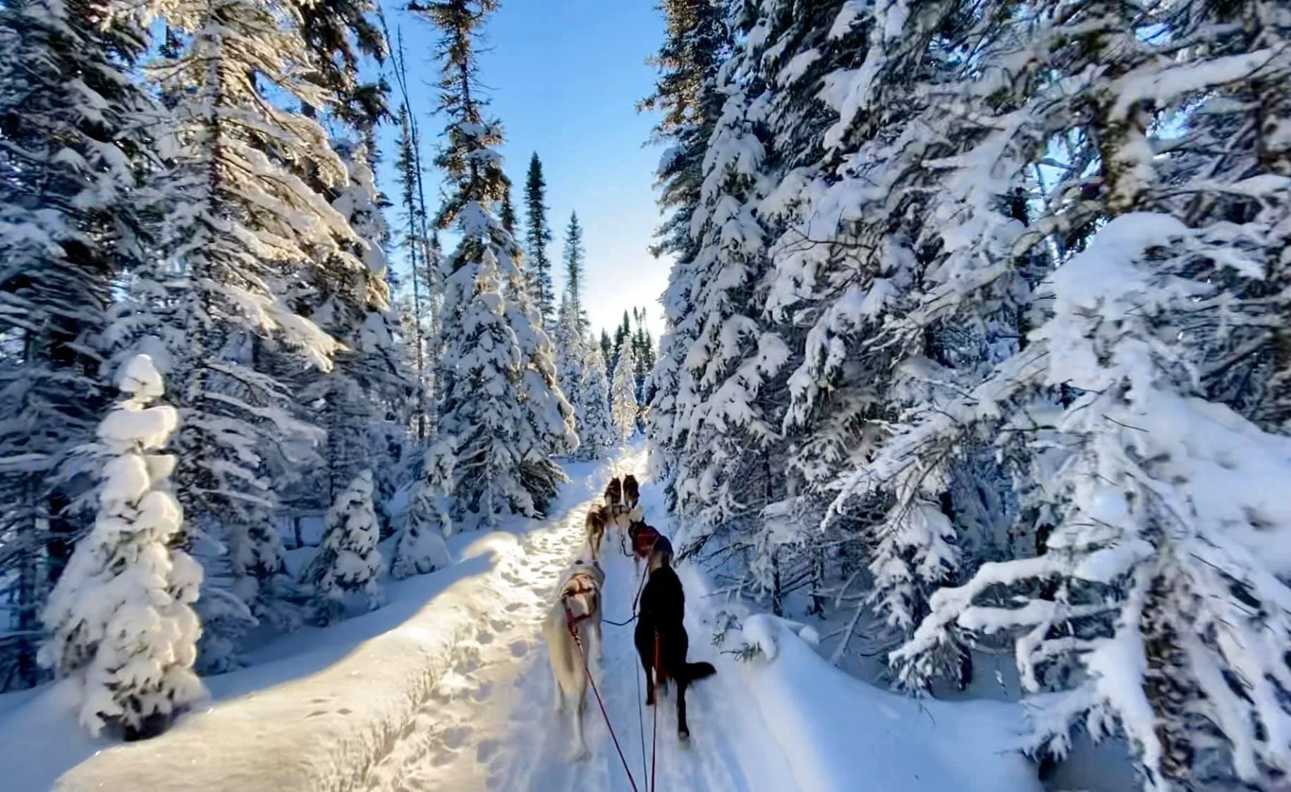 Meet the Musher: Jake Hway