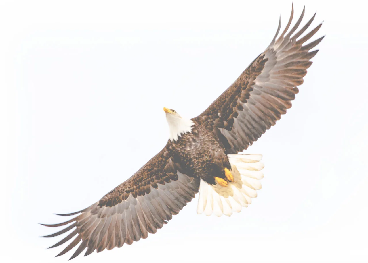 eagle.jpg