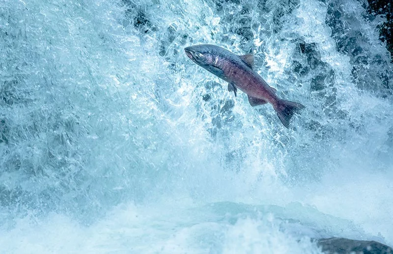 salmon.jpg