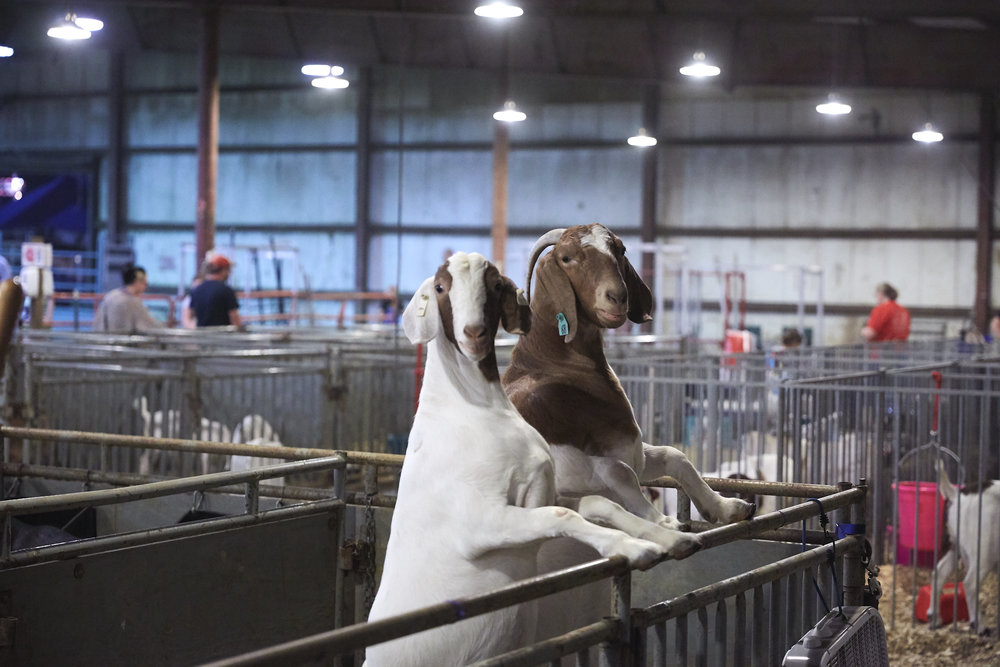 2018_FranklinCountyFair_Kaiser2547.jpg