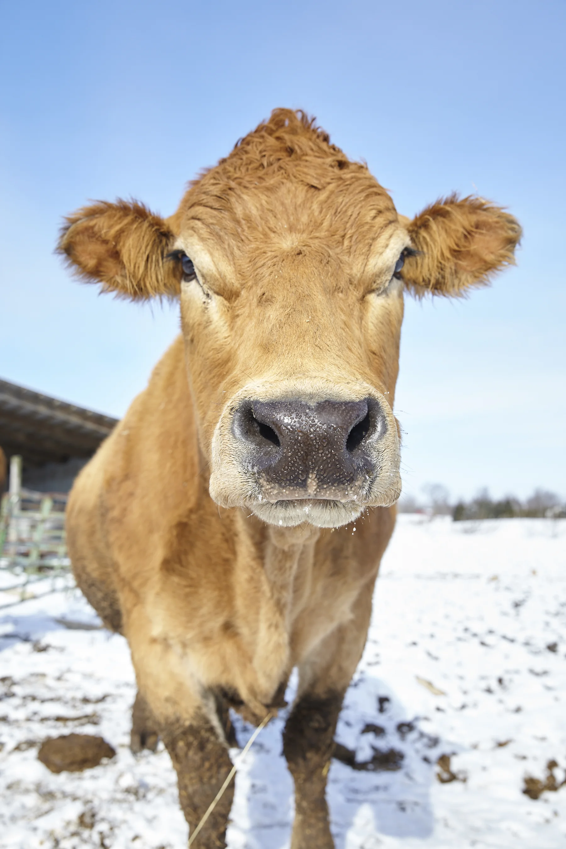 2019_BluescreekFarm_Kaiser 9.jpg