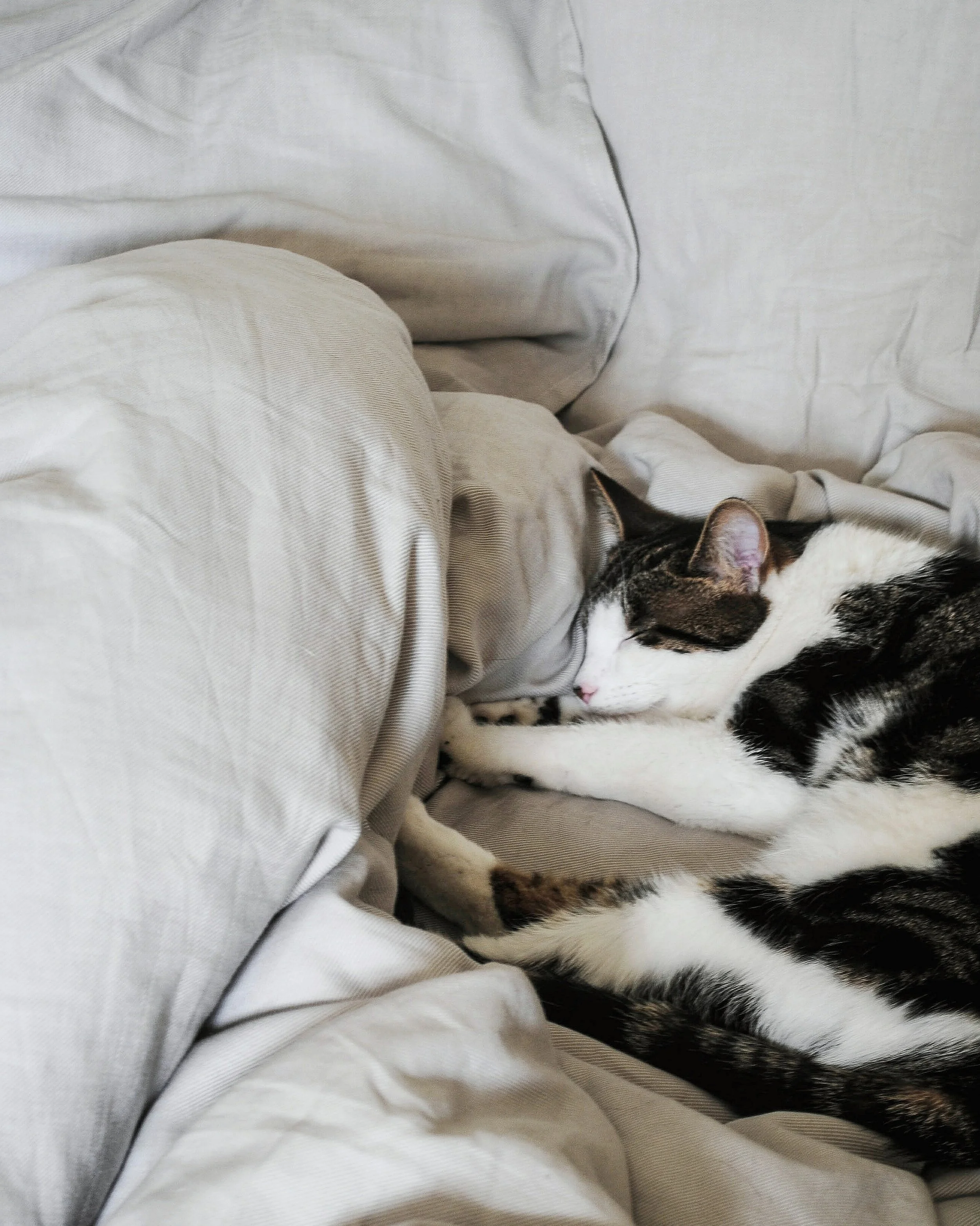 SOMETHINGOFNOTHING_OPIEBED