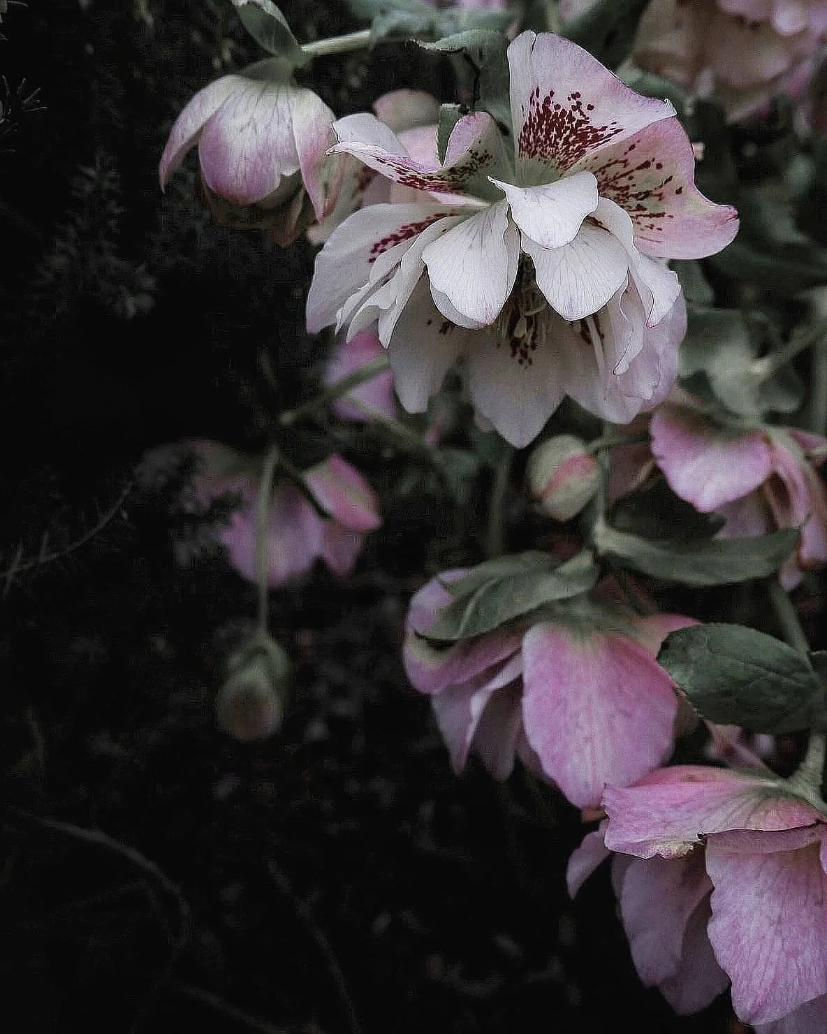 A little bit of hope today in the form of hellebores and a first vaccine jab 🙌