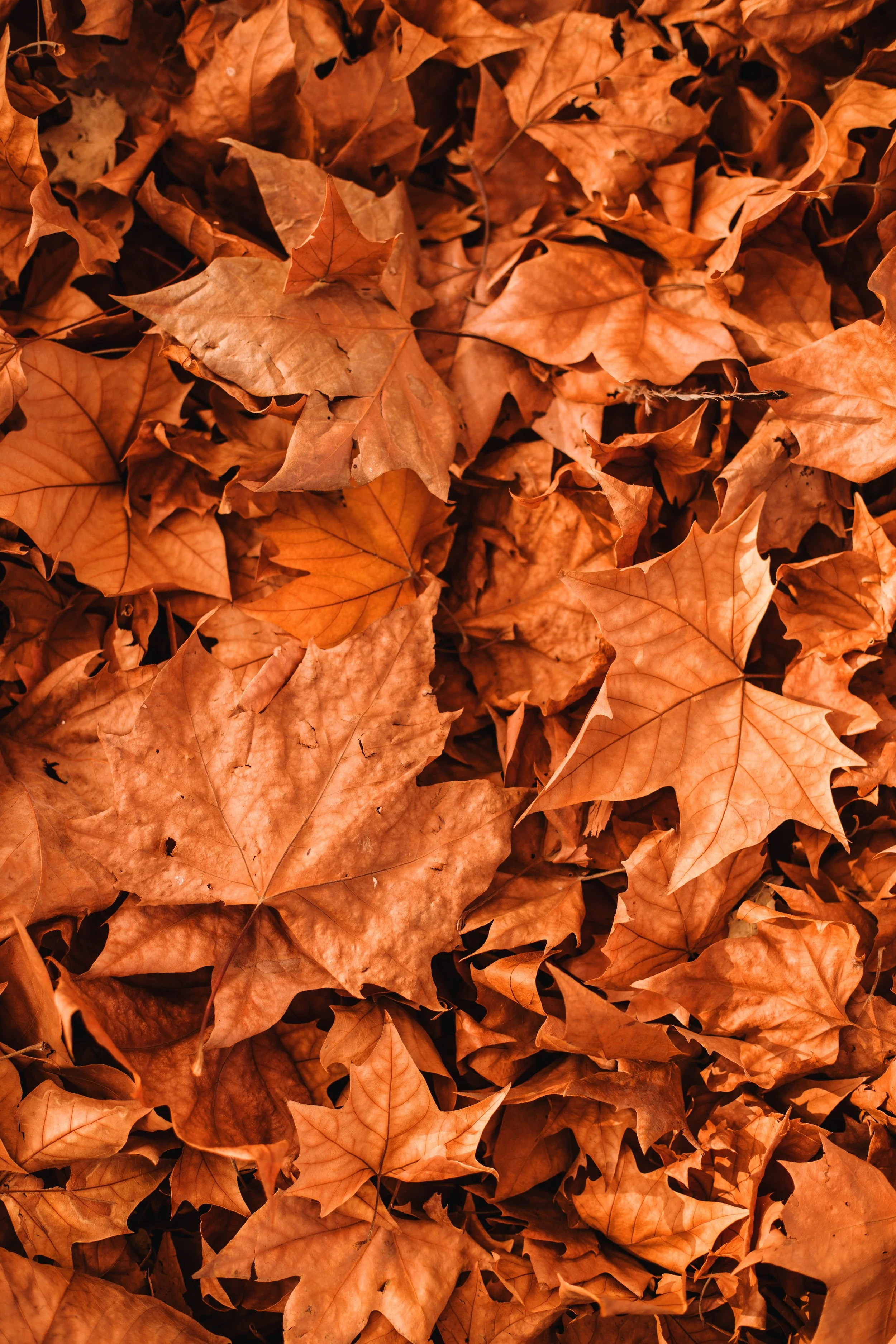 September 2021 Newsletter