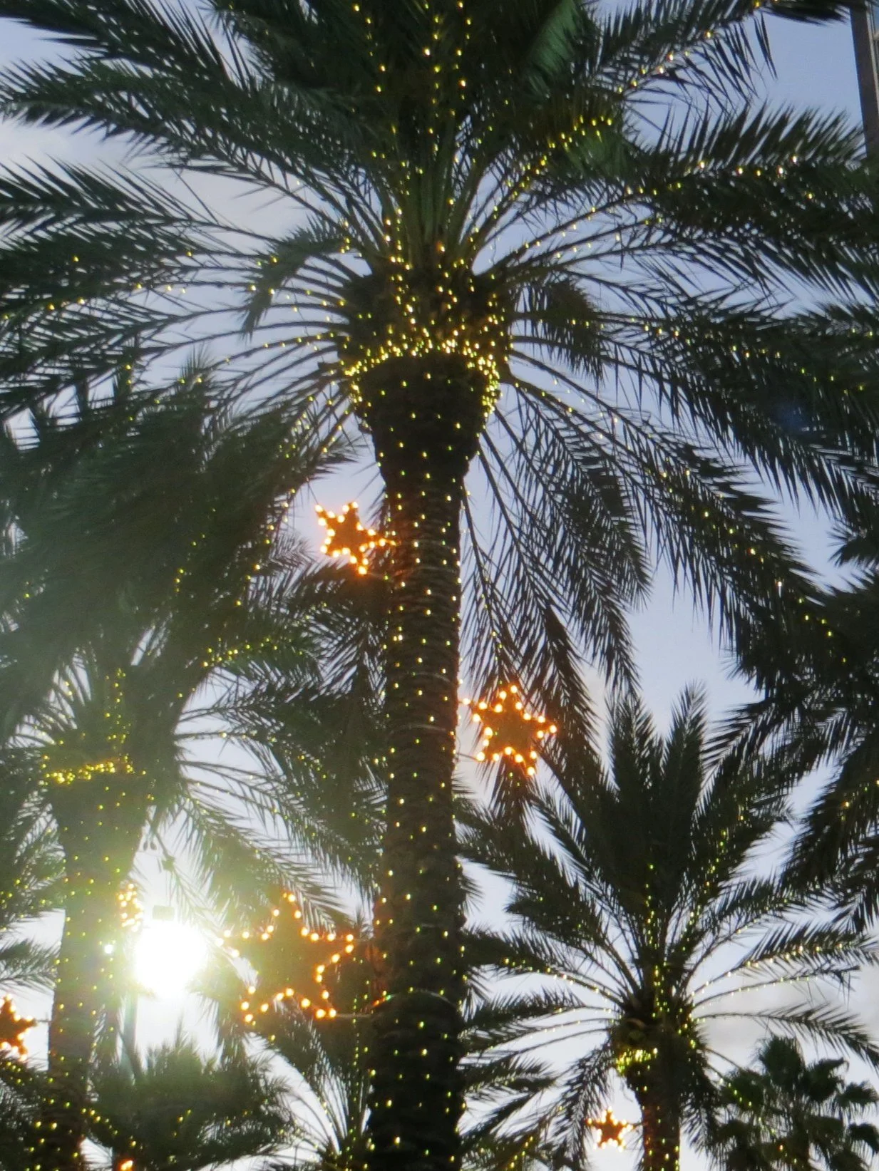 December 2020 Newsletter