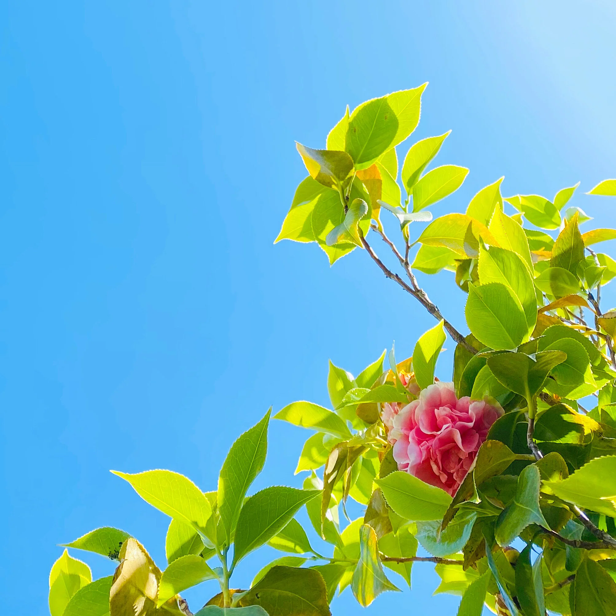 COVID-19 Safety Policies and Procedures