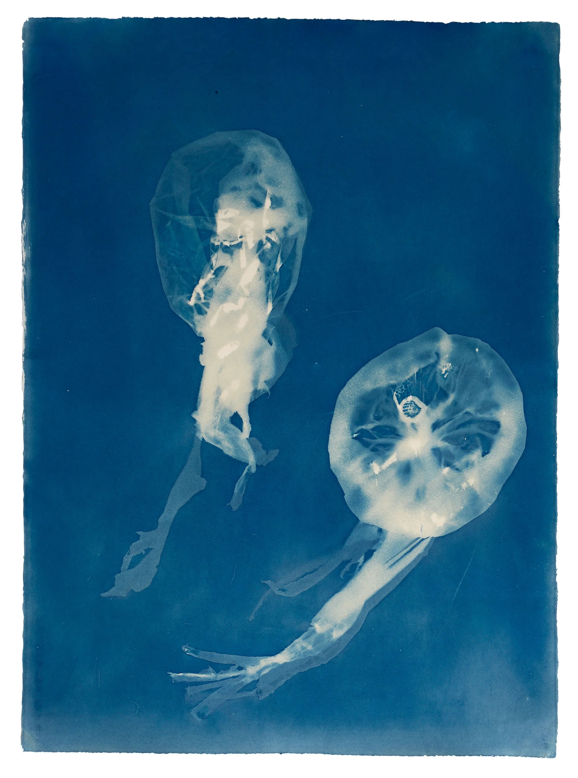 'Dar Jellies # 1' unique cyanotype photogram 85cm x 59cm found plastic, Dar es Salaam , Africa, 2013