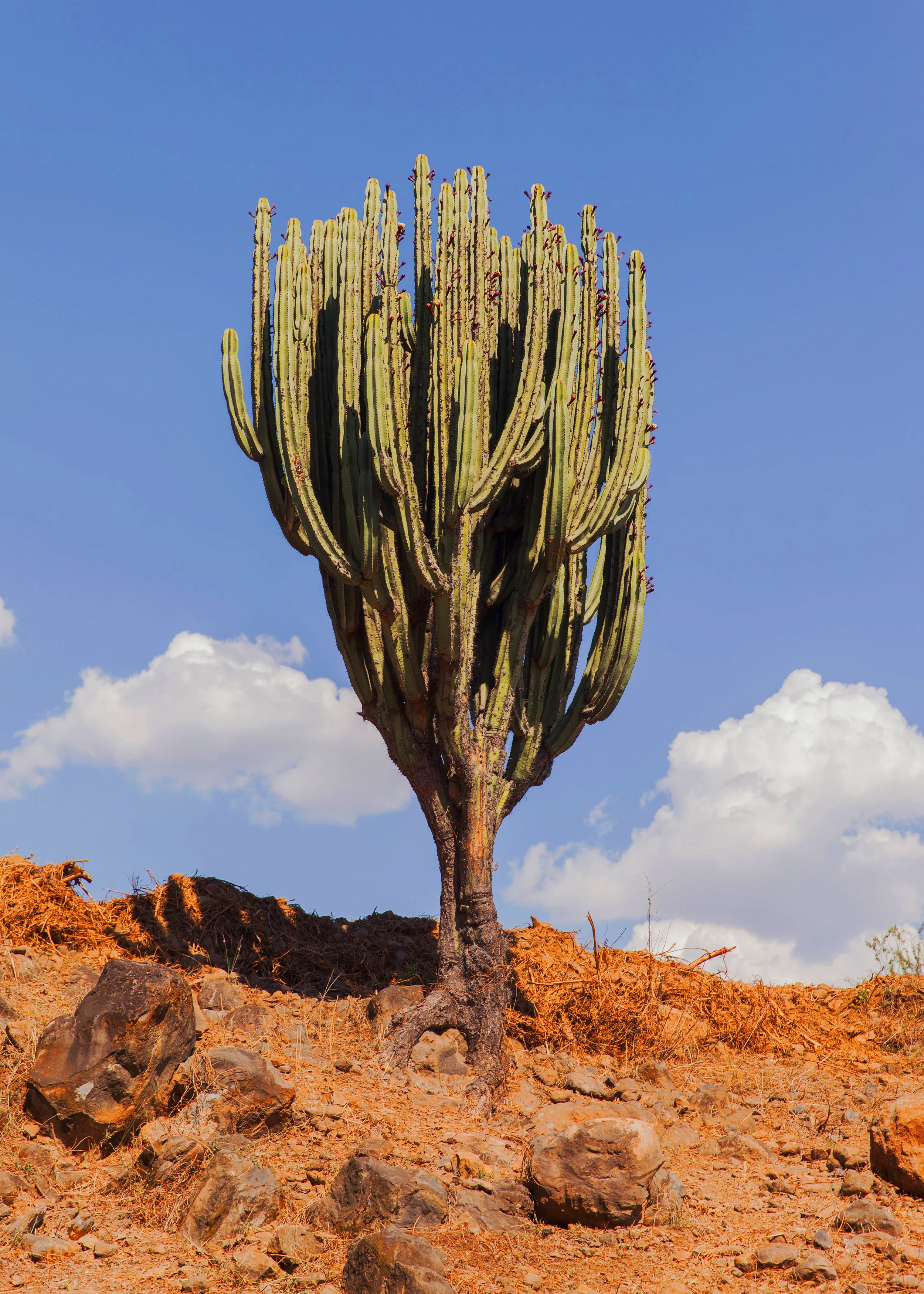 CactusTall400X.jpg